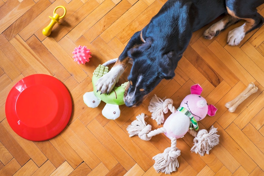 DIY Dog Toys: Fun and Easy Projects to Keep Your Dog Entertained