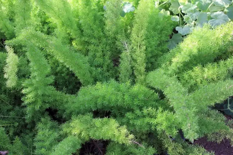 Asparagus Fern 