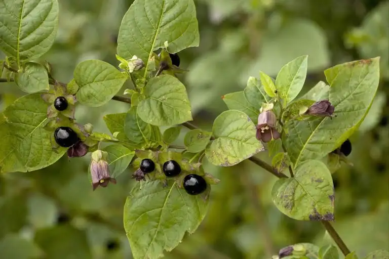 Belladonna Toxic Plants Guide Protecting Your Canine Companions from Toxic Plants: A Comprehensive List and Safety Tips