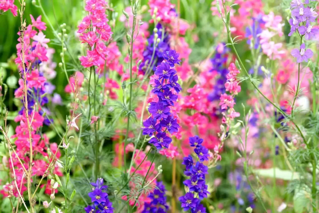 Larkspur Pink Purple Hero Protecting Your Canine Companions from Toxic Plants: A Comprehensive List and Safety Tips