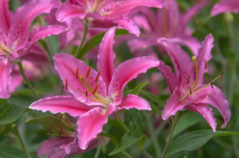 Lily Types to Grow in Garden Protecting Your Canine Companions from Toxic Plants: A Comprehensive List and Safety Tips