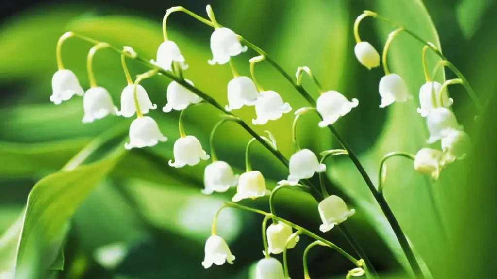 lily of the valley