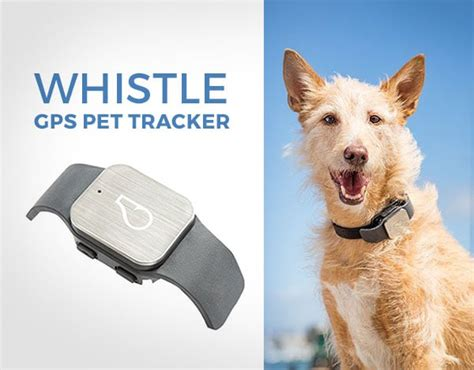 bu7ubjb7 The Ultimate Guide to Pet Trackers: Keeping Tabs on Your Furry Friends