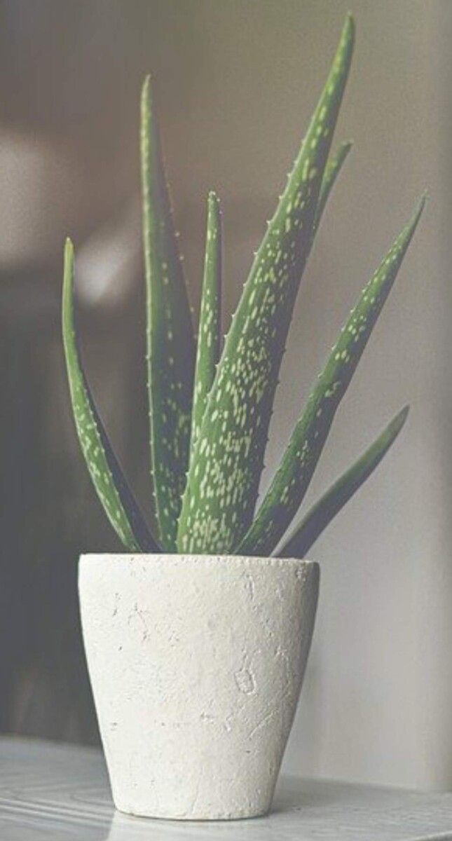 Choosing the Best Pots for Aloe Vera (With Examples) – Gardener Report
