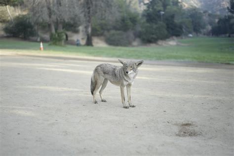 Los Angeles' Urban Coyotes Aren't the Problem—People Are