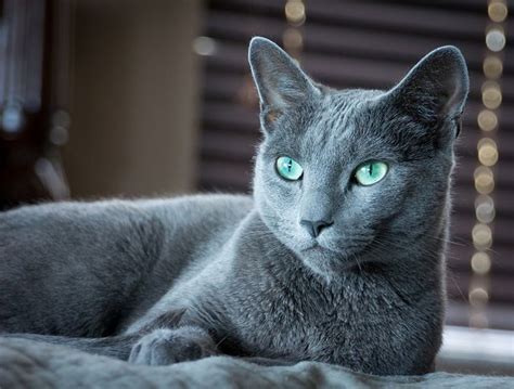 Russian Blue Info, Temperament and Personality, Kittens, Shedding, Pictures