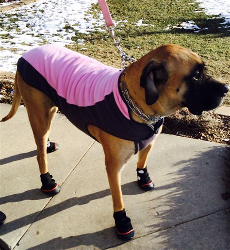 15 uhttps3A2F2Ftse1.mm .bing .net2Fth3Fid3DOIP Dog Booties: The Ultimate Guide for Your Canine Companion
