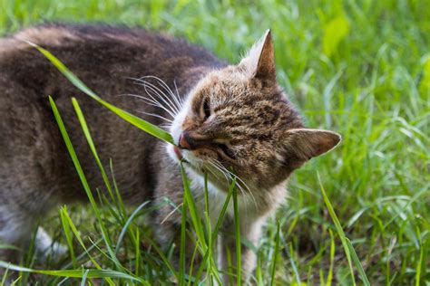 What Did Wild Cats Eat - Cat Meme Stock Pictures and Photos