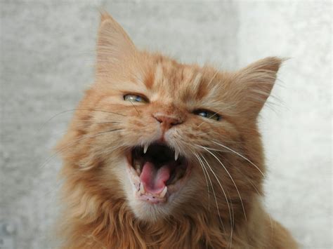 Cat meowing: why is he doing it? Let's find out! - Dogalize