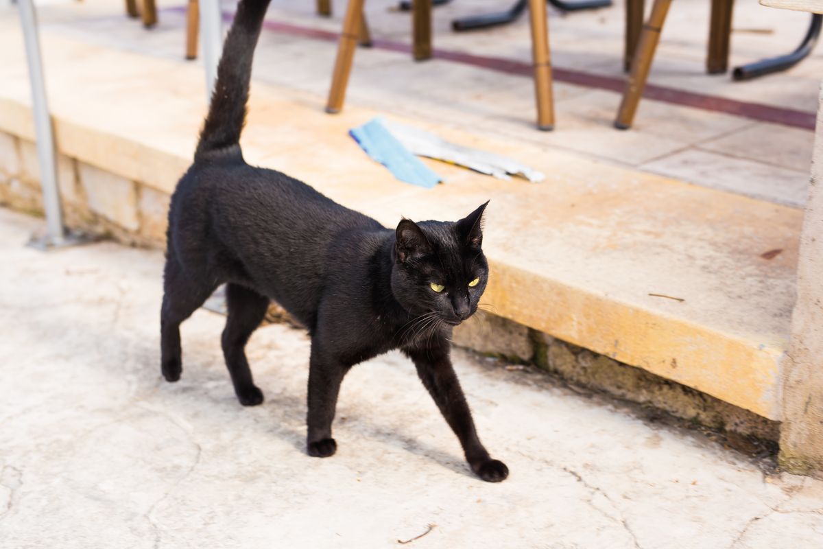 Understanding Cat Behavior: Essential Knowledge for Every Pet Sitter