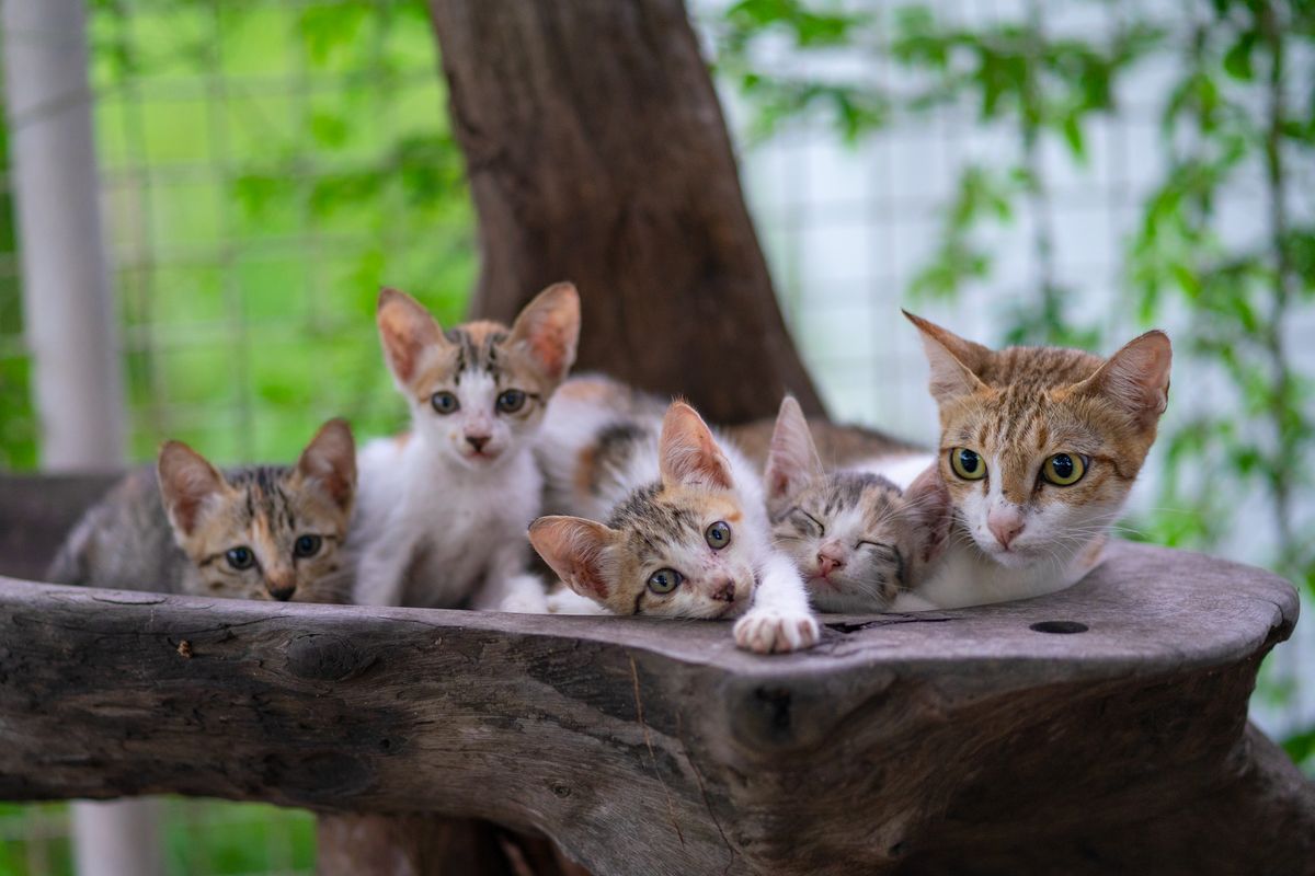 Understanding Cat Behavior: Essential Knowledge for Every Pet Sitter