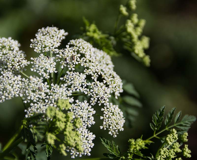 1 24122 poison hemlock Protecting Your Canine Companions from Toxic Plants: A Comprehensive List and Safety Tips