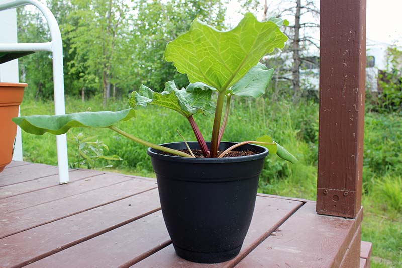 1 Rhubarb From Seed on Porch Protecting Your Canine Companions from Toxic Plants: A Comprehensive List and Safety Tips