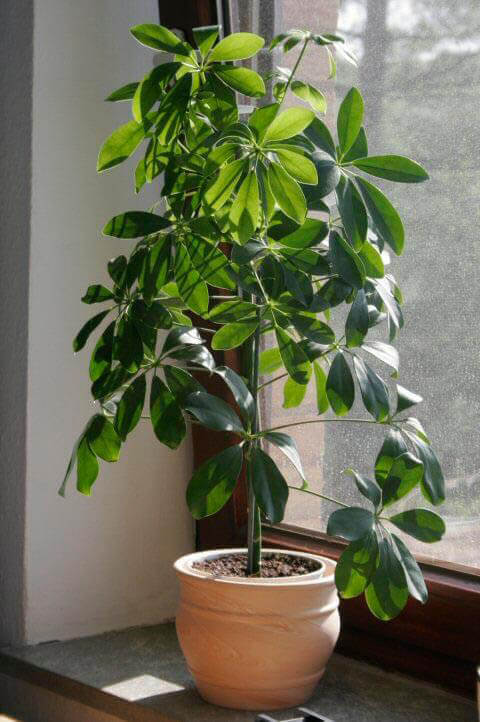 1 green umbrella plant Schefflera Protecting Your Canine Companions from Toxic Plants: A Comprehensive List and Safety Tips