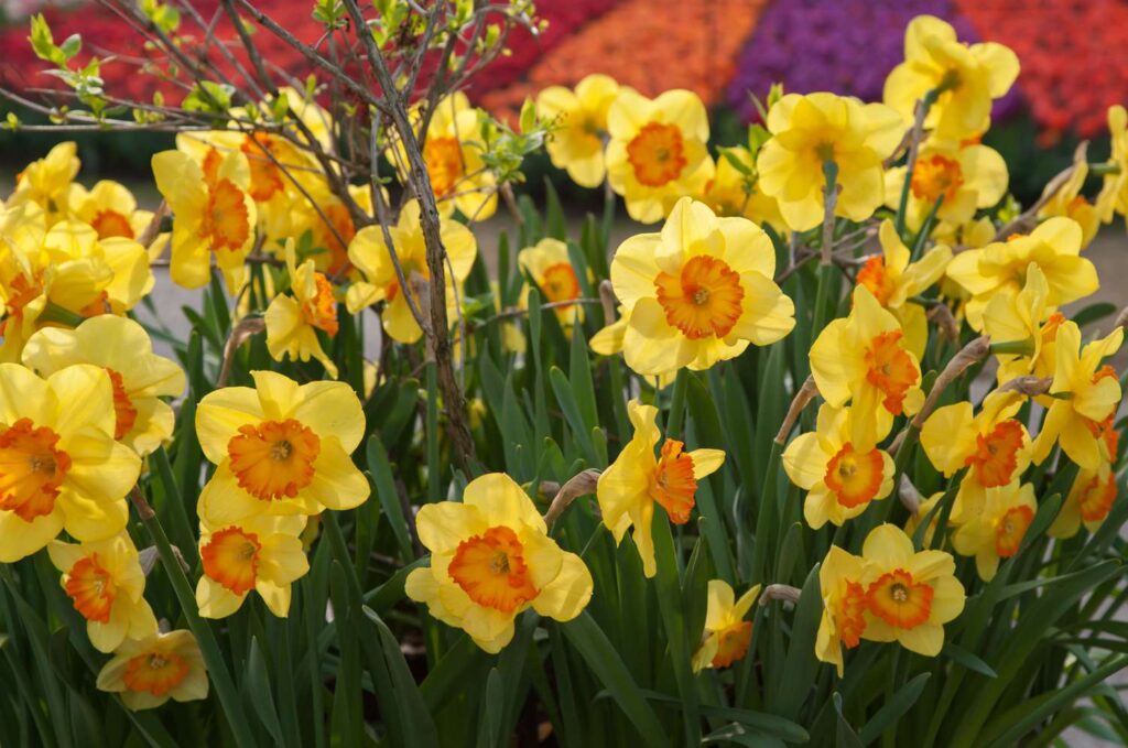 1 planting and growing daffodils 1402136 01 bb8eada2ffb4443dbb20a7b1f0f3dfce Protecting Your Canine Companions from Toxic Plants: A Comprehensive List and Safety Tips