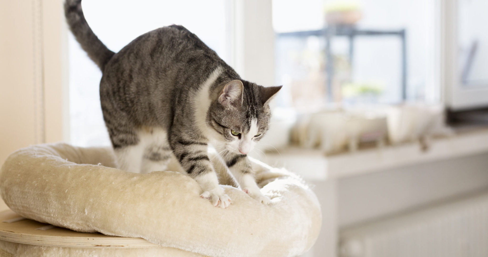 Why do cats knead fluffy things?