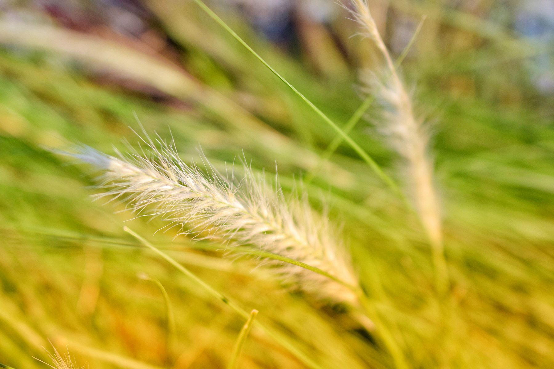 Foxtails: Why They're Dangerous for Dogs | Foxtail, Dogs, Foxtail grass