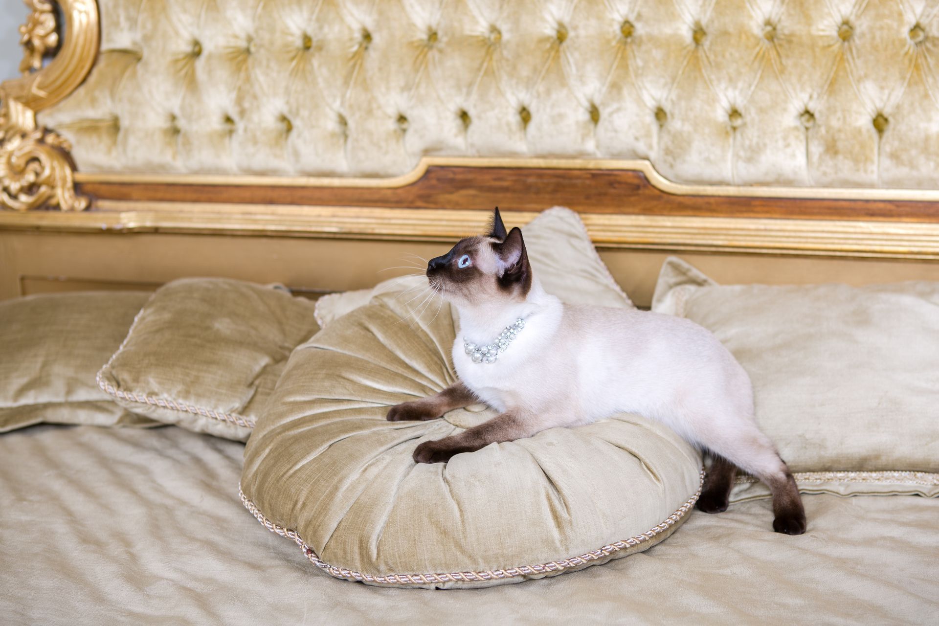 Los Angeles’ Top 5 Cat Boarding Services