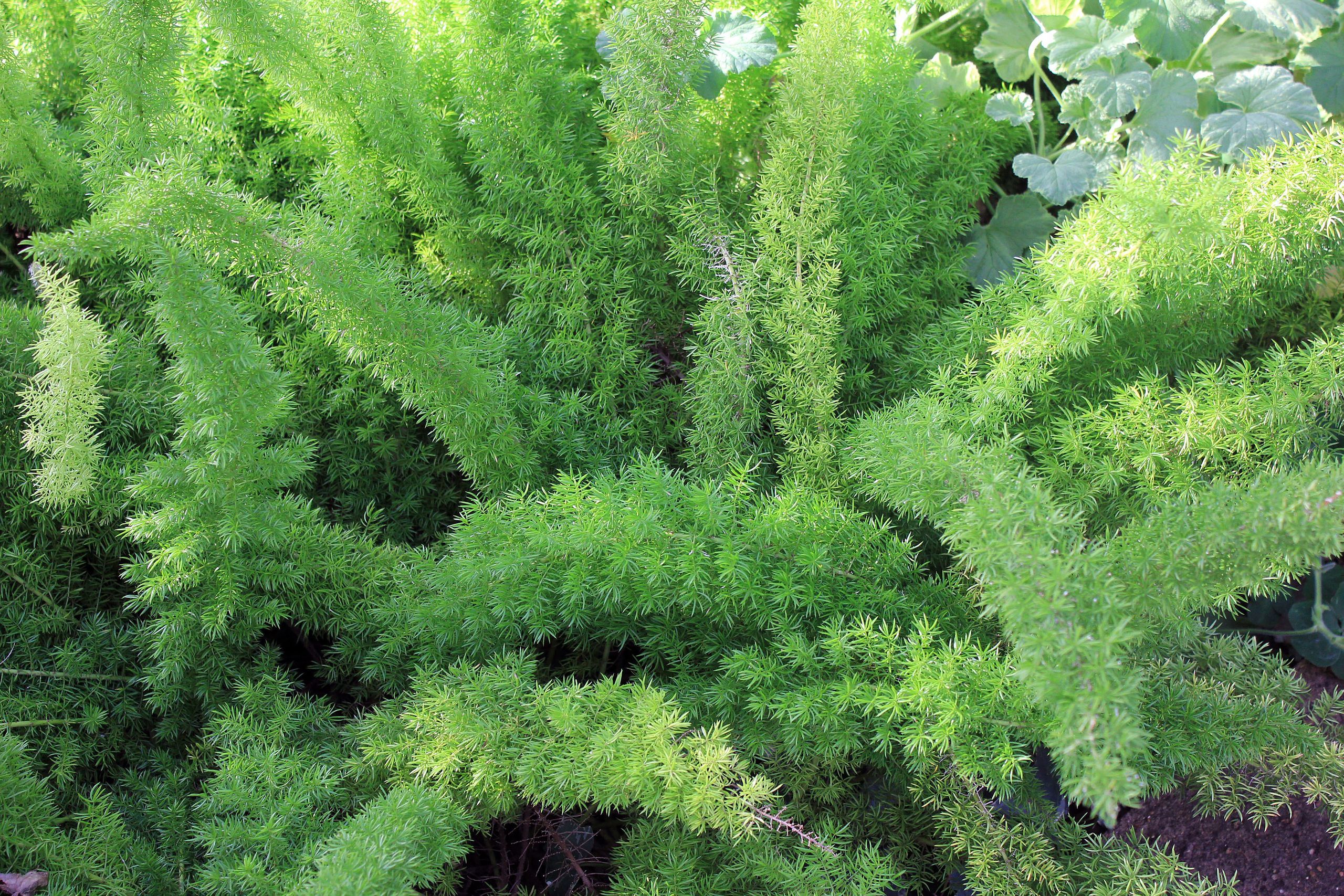 File:Gfp-asparagus-fern.jpg - Wikimedia Commons