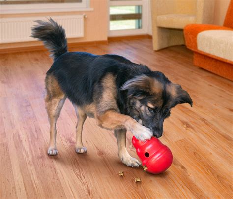 Kong Wobbler Dog Toys, Small: Amazon.ca: Pet Supplies