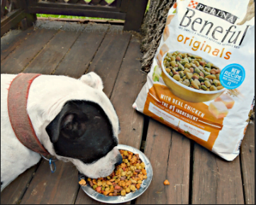 Beneful Purina Dog Food Review: A Comprehensive Guide