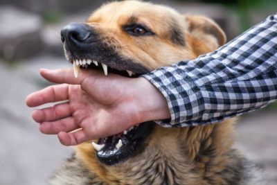 California’s Dog Bite Laws: A Guide for Los Angeles Dog Owners