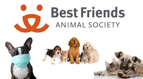 4 uhttps3A2F2Ftse4.mm .bing .net2Fth3Fid3DOIP The Top 5 Pet Charities to Support in 2023