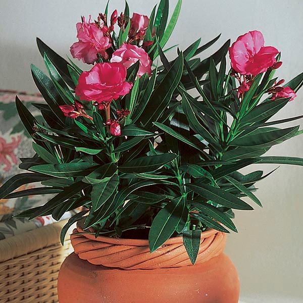 Oleander Indoors (Nerium oleander) - MyGardenLife