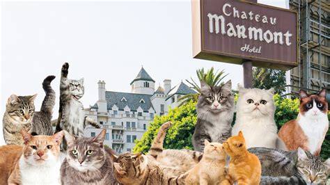 Chateau Marmont Threatens Lawsuit Against "Cateau Marmont" Kitten ...