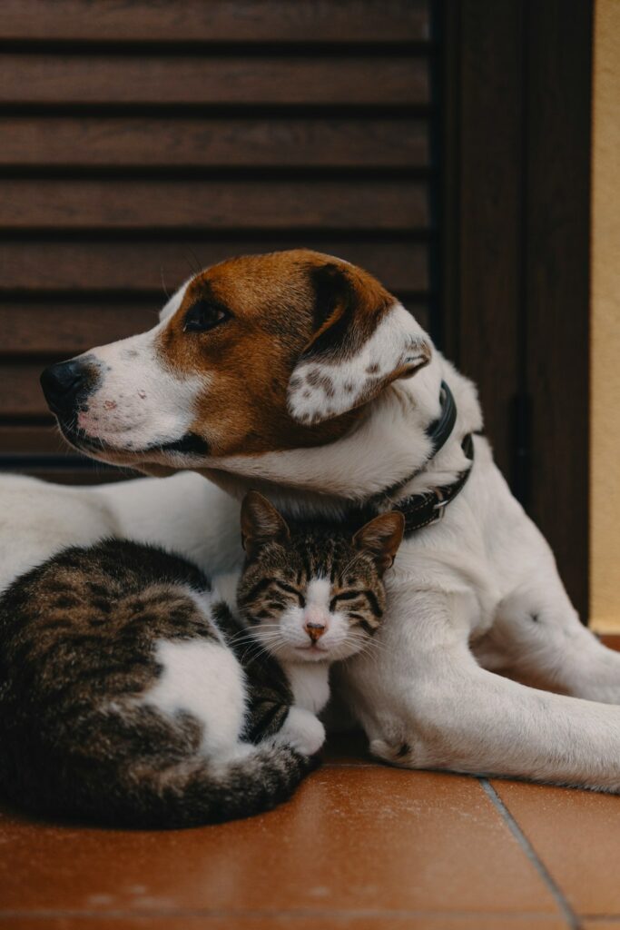 5rsgccw0 From Pets to Siblings: Helping Your Furry Friend Adjust to a New Baby
