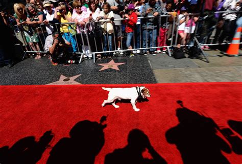 7 uhttps3A2F2Ftse2.mm .bing .net2Fth3Fid3DOIP The Influence of Hollywood on Dog Fashion Trends