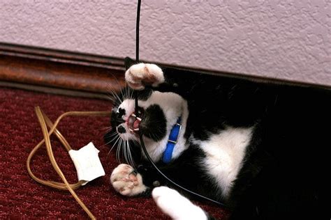 How Can I Stop My Cats From Chewing Wires? - Cat Advice | Paws and Effect