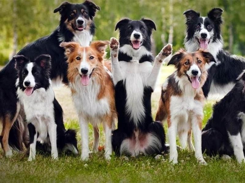 Border Collie Dog Breed [Everything You Need to Know] | All Things Dogs