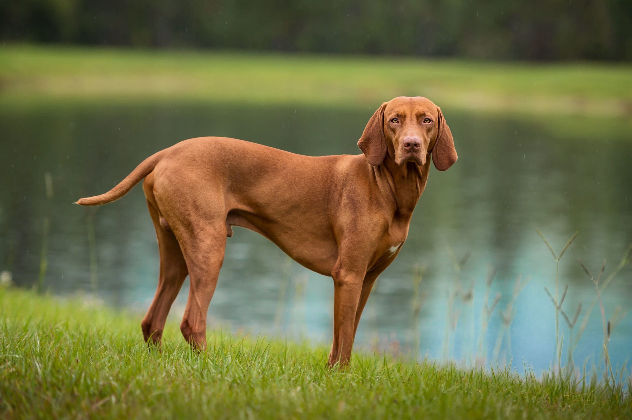 Vizsla: Dog Breed Characteristics & Care