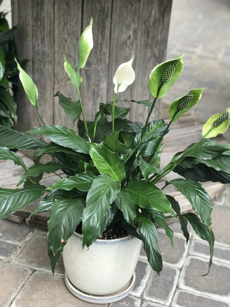 Peace Lily in pot scaled Protecting Your Canine Companions from Toxic Plants: A Comprehensive List and Safety Tips