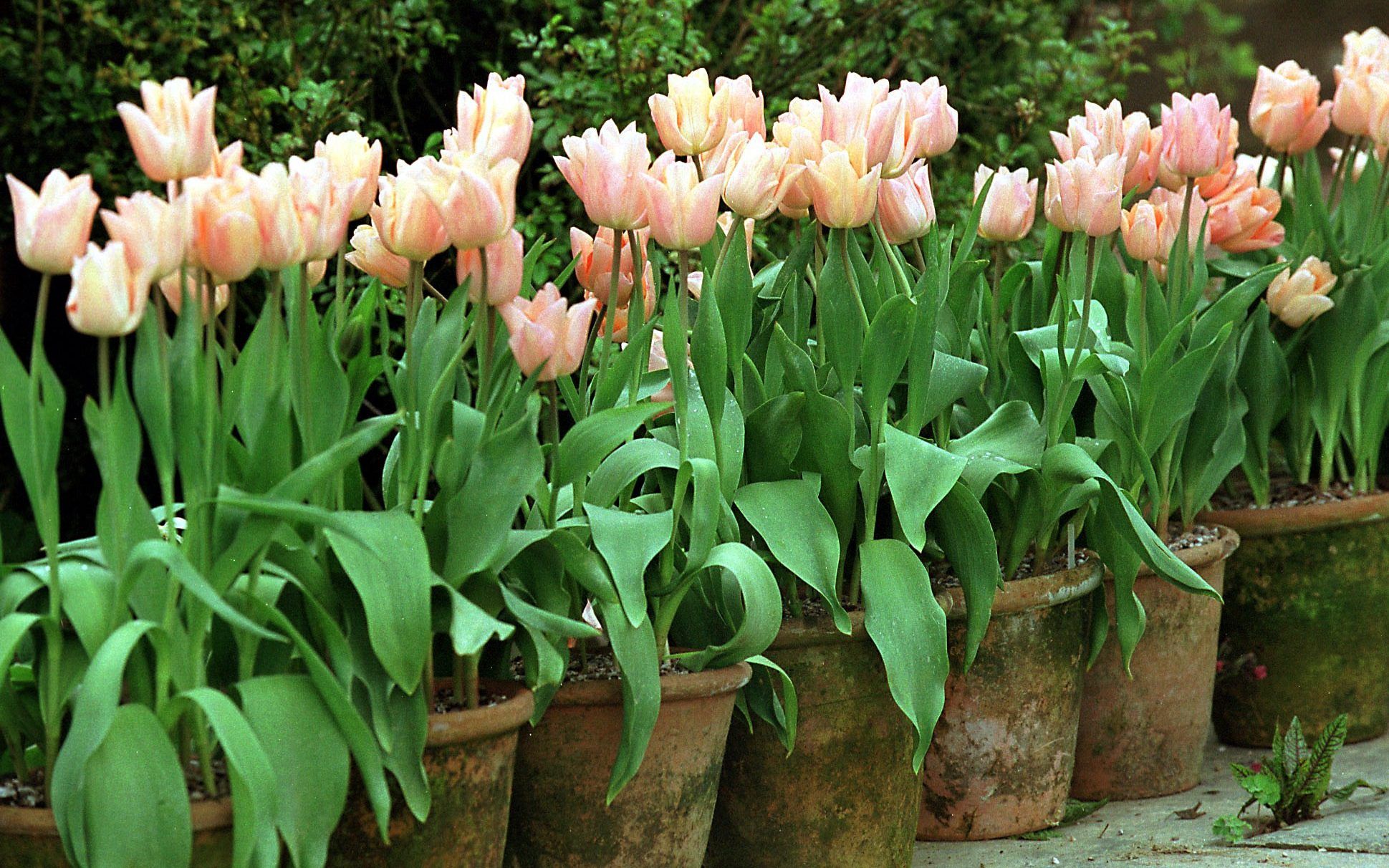 How to grow tulips - a beginner's guide to planting in pots | The Telegraph