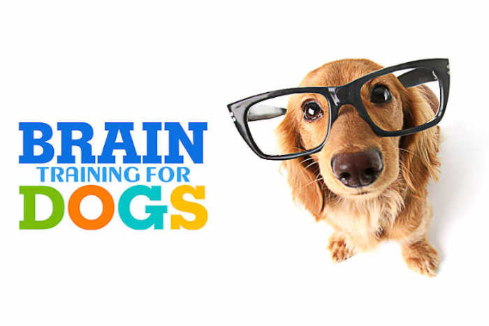 Complete Brain Training for Dogs Review - Jolly Paws Gazette