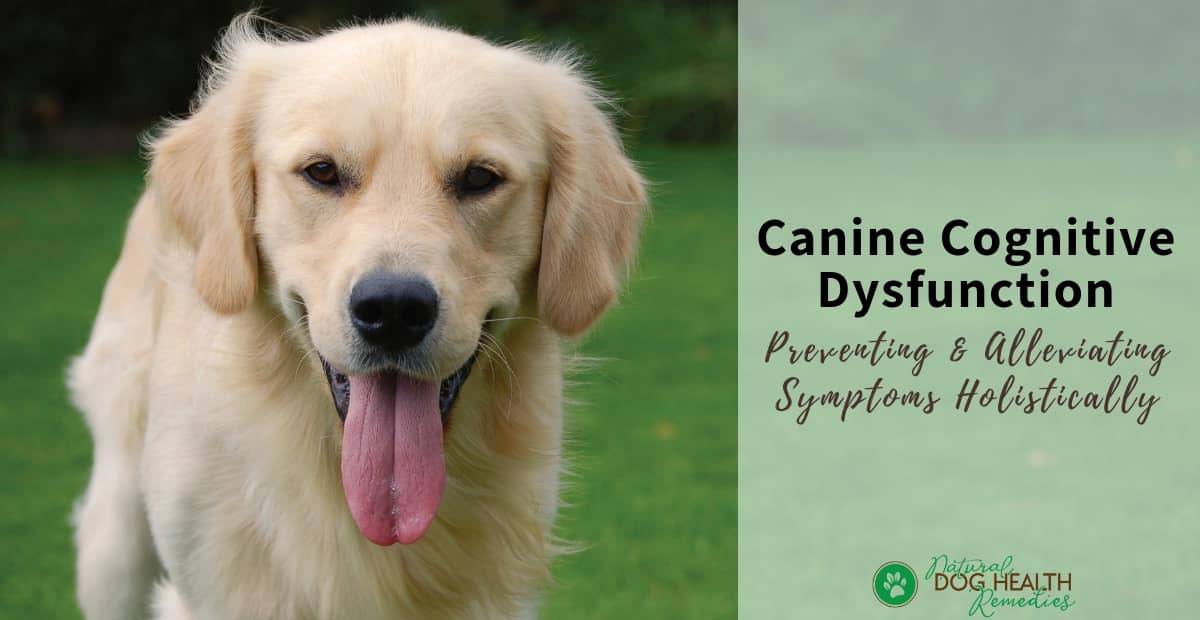 Canine Cognitive Dysfunction | Signs of Old Dog Dementia