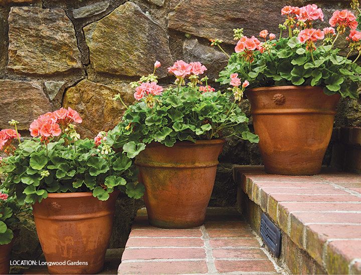 5 Reasons to Love Zonal Geraniums | Garden Gate