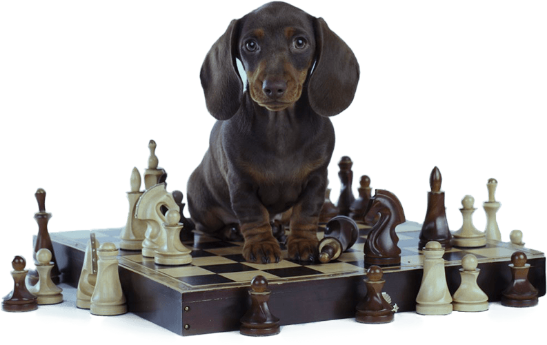 dog chess Brain Training for Dogs: Our Opinion and Recommendation