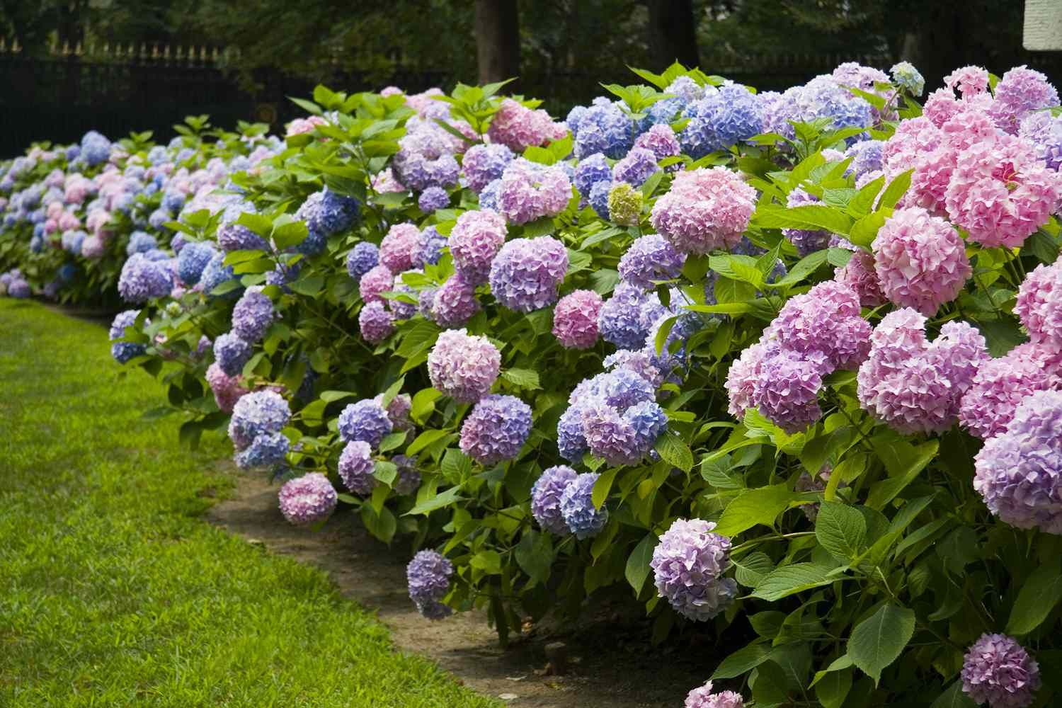 8 Types Hydrangeas and How to Grow Them