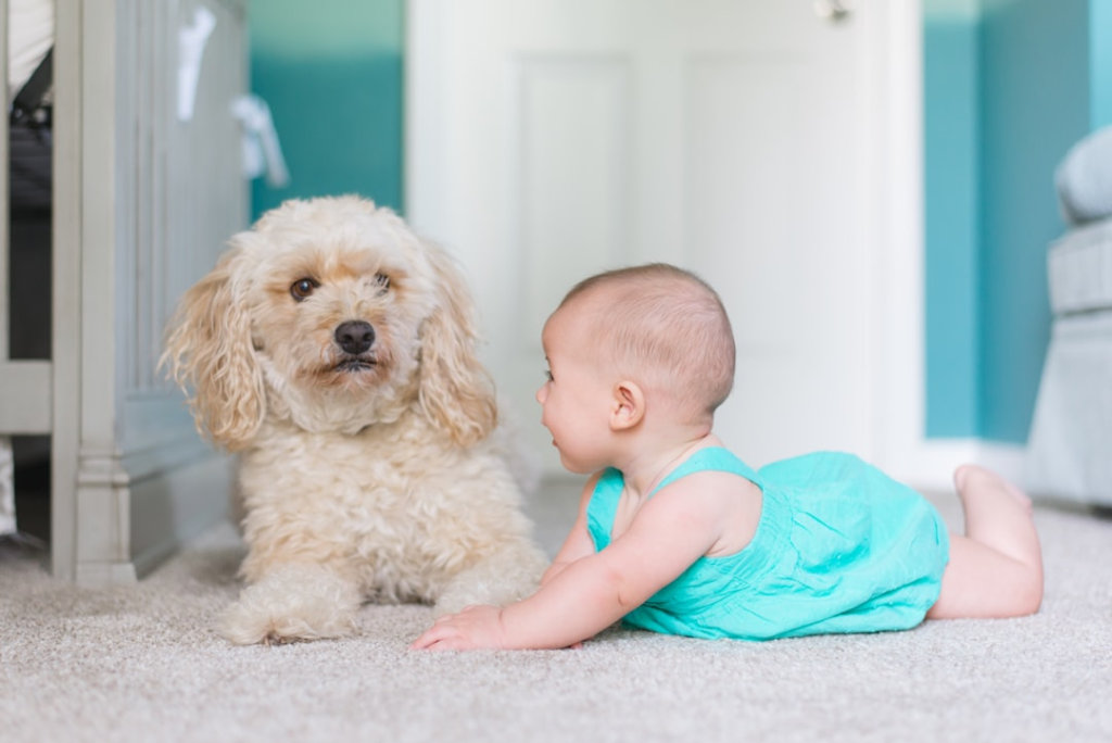 image 2 From Pets to Siblings: Helping Your Furry Friend Adjust to a New Baby