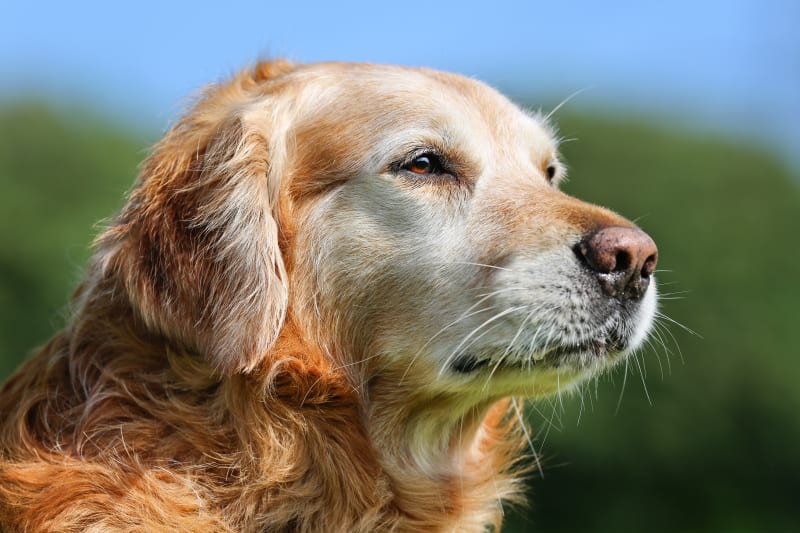 Senior Dog Age: At what age is my dog considered a senior? | Falls Road  Animal Hospital | Baltimore Vet