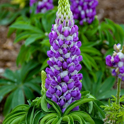 Mini Gallery™ Blue Bicolor - Lupine - Lupinus polyphyllus | Proven Winners