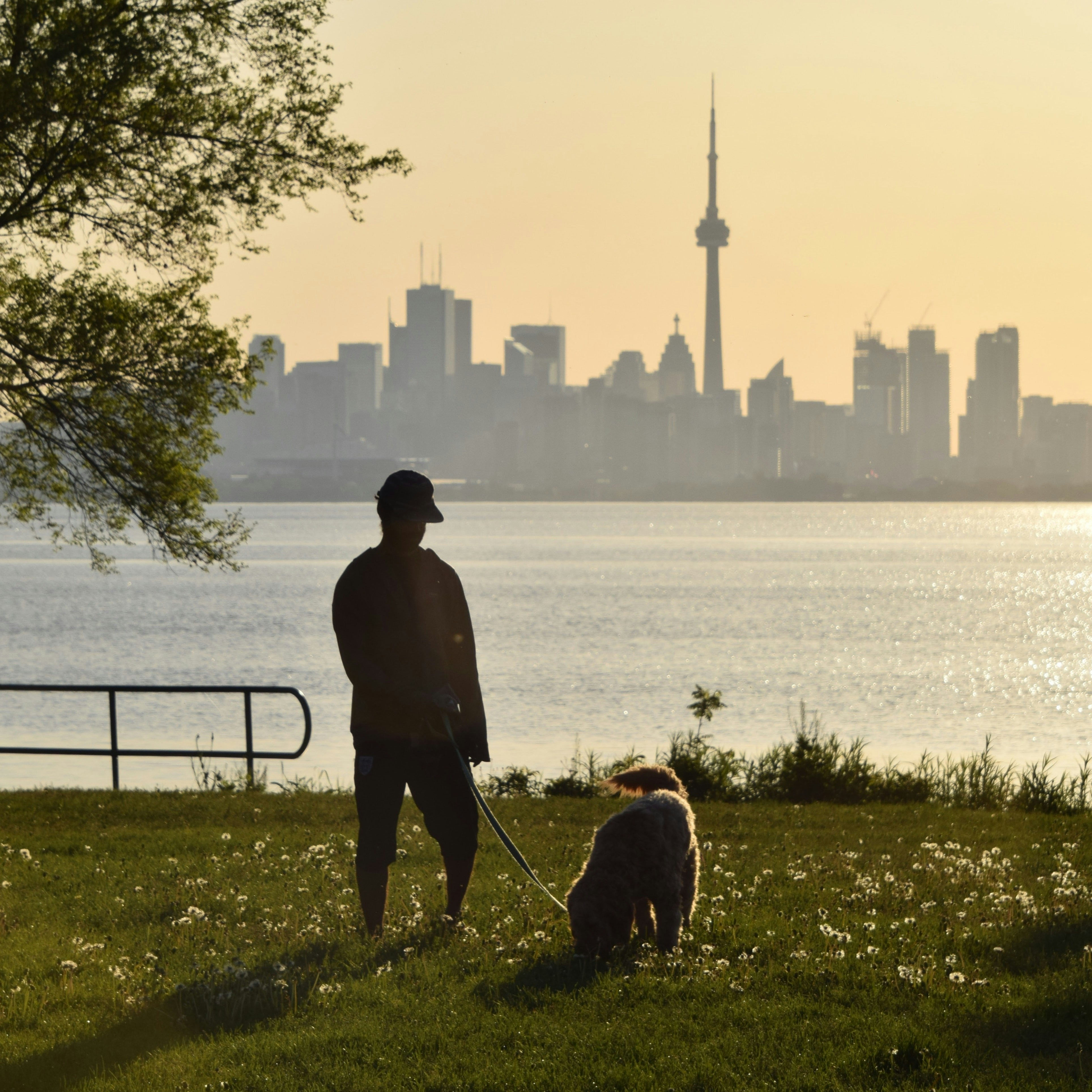 Dog Leash Law