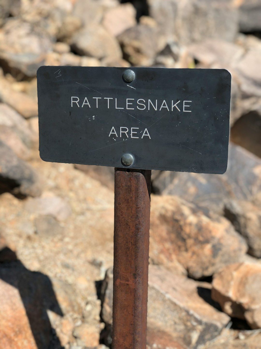 dog rattlesnake