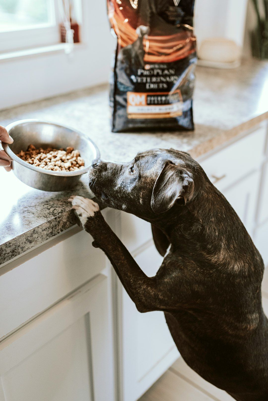 Beyond the Bowl: Unveiling the Superiority of Maev Dog Food