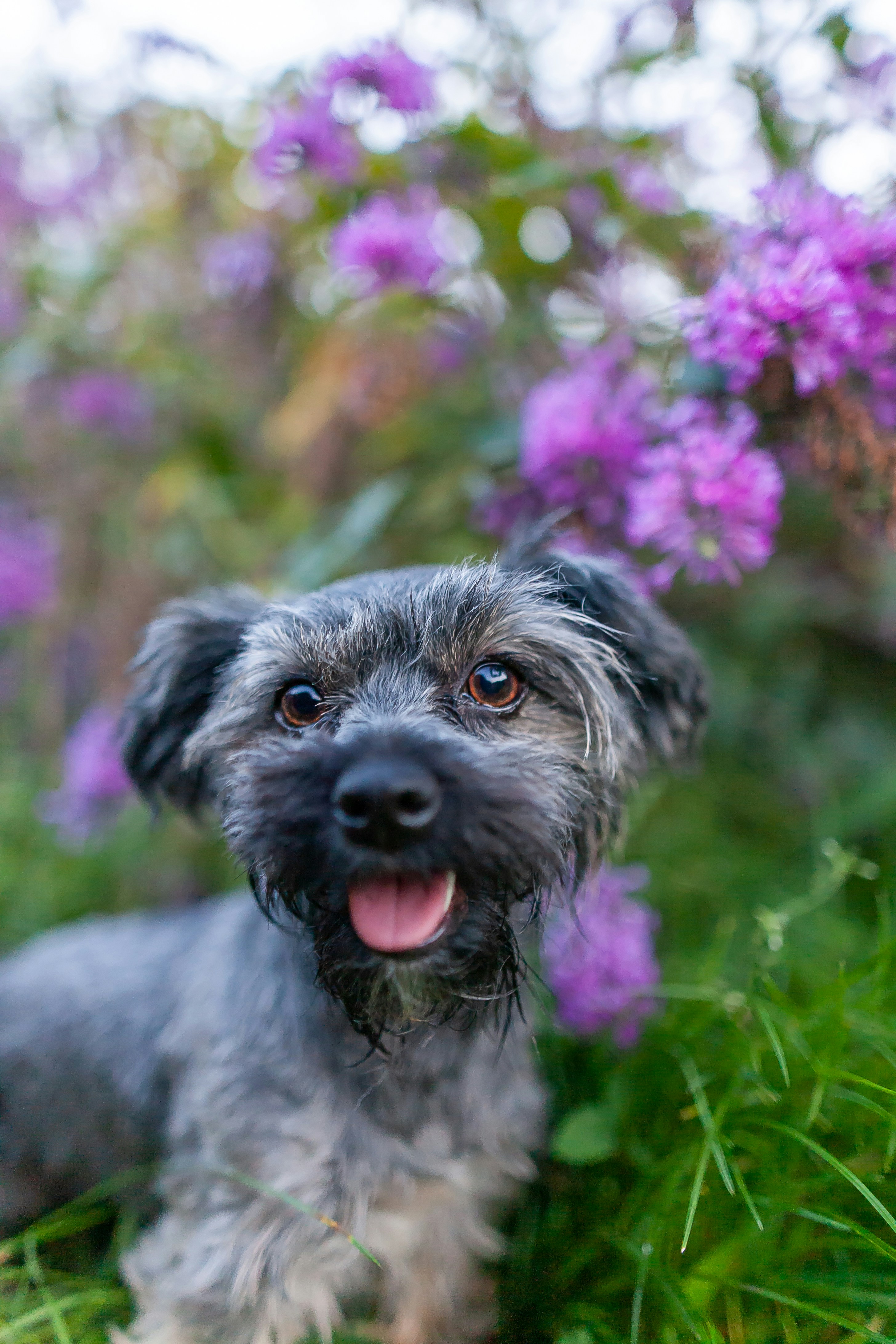 photo 1631703252473 834958bae8c4cropentropyampcstinysrgbampfitmaxampfmjpgampixidM3wyNjI5NjF8MHwxfHNlYXJjaHwzfHxIYXZhbmVzZXxlbnwwfHx8fDE2OTIyOTMzNzd8MAampixlibrb 4.0 The Ultimate Guide to Popular Dog Breeds in Sunny California!