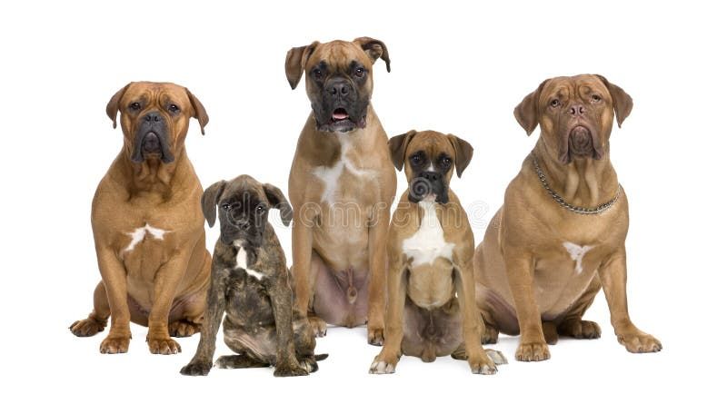 3,006 Boxer Dogs Stock Photos - Free & Royalty-Free Stock Photos from  Dreamstime