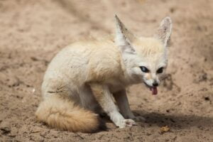 Fennec,Fox,(vulpes,Zerda).,Wildlife,Animal.